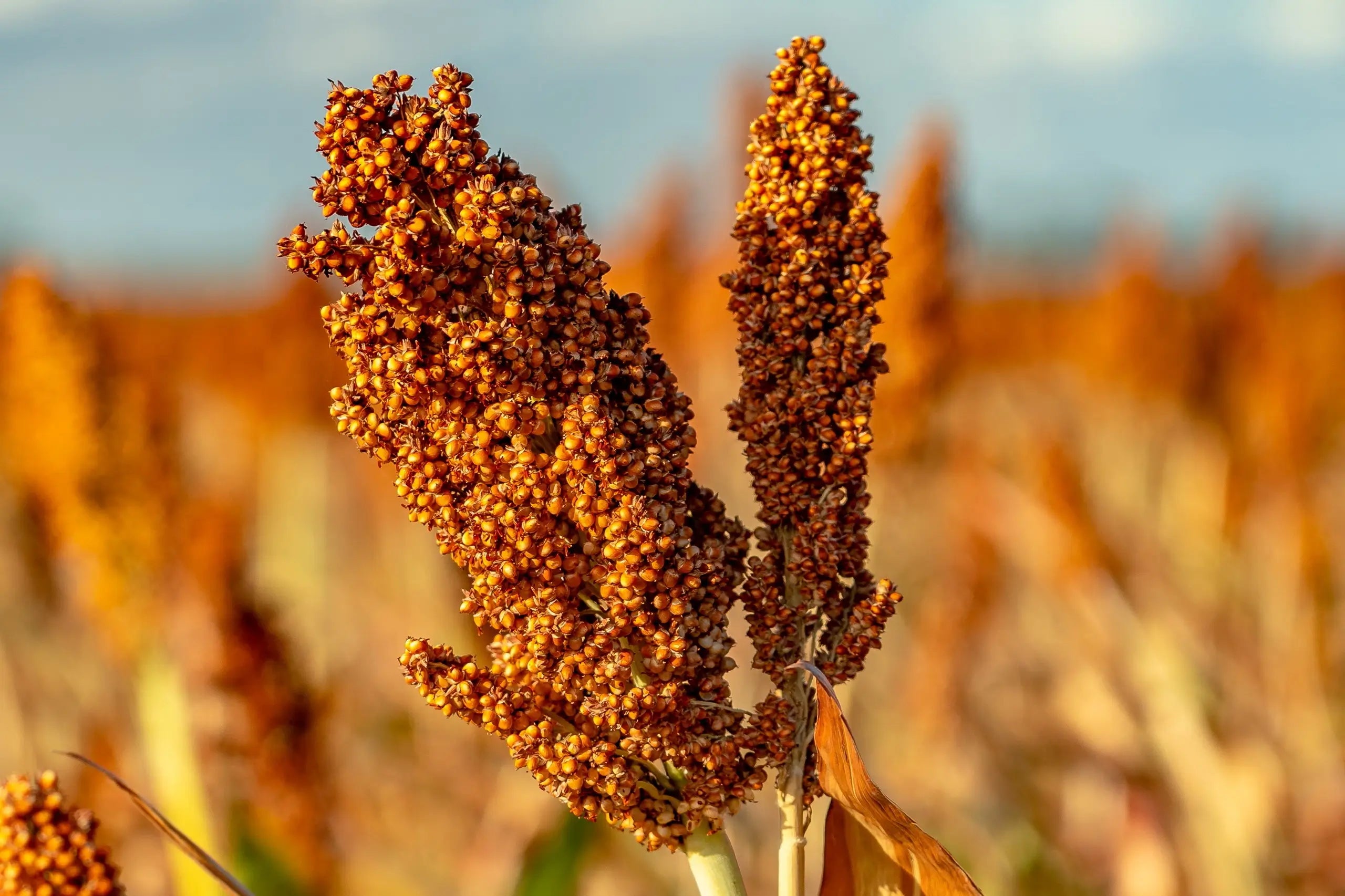 Sorghum is a drought-tolerant and sustainable grain with deep and complex root systems, which capture atmospheric carbon and help build healthy soils.