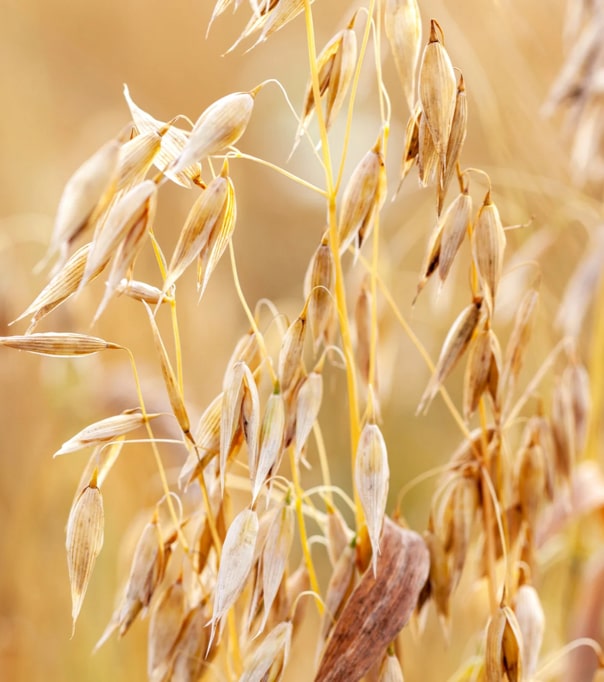 100% of our oats we source are USDA Certified Organic. We have built partnerships directly with suppliers and growers to ensure the highest quality organic, gluten-free oats for our products.