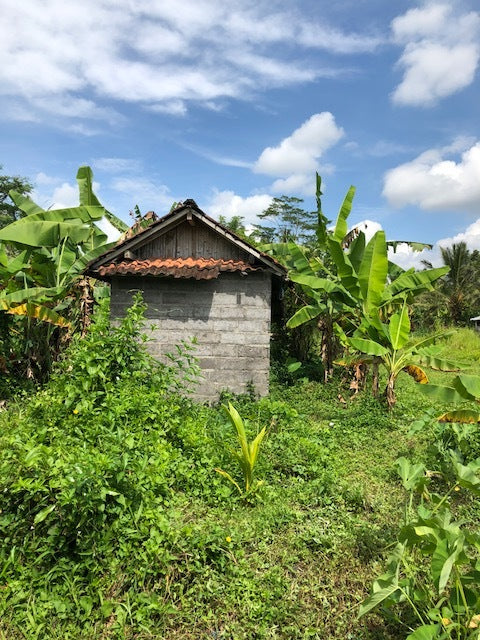 Sweet on Coconut Sugar: Meet our Ethically-Sourced, Sustainable Sweetener