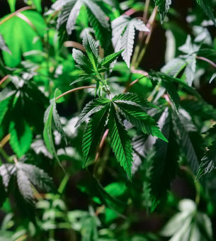 Organic hemp supports regenerative and sustainable farming through reduced chemical inputs, carbon sequestration, reduced water needs, and biodiversity support.